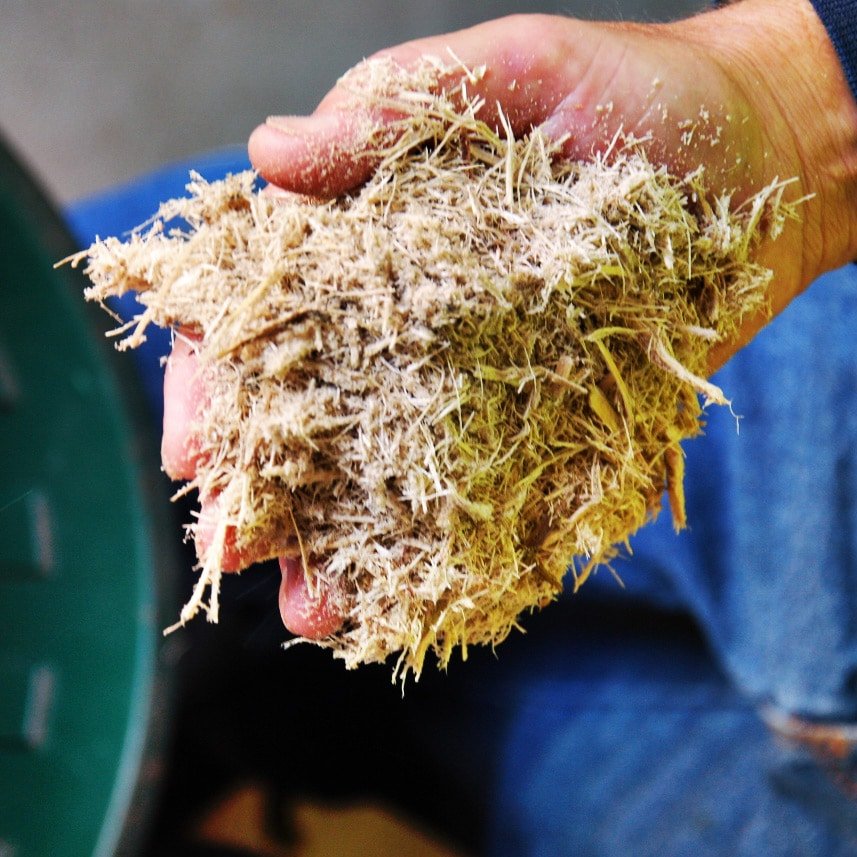 Dried scum's Bagasse sugarcane